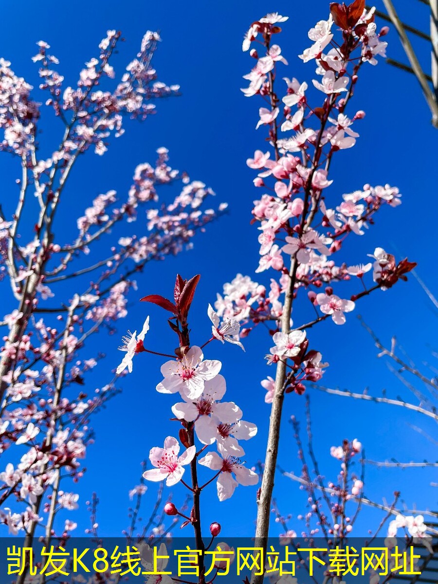安防監(jiān)控的未來技術展望