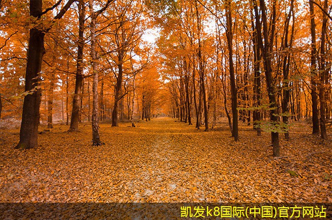 集團(tuán)電話的市場競爭現(xiàn)狀